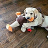 animal, brown_floor, chewing, cute, dog, domestic_animal, floor, harness, home, indoor, light_fur, pet, pet_toy, playful, plush_toy, puppy, small_dog, toy, wooden_floor, young_dog