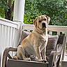 Gunnar joined the competition — help win amazing prizes! animal, backyard, canine, chair, cushion, daylight, dog, furniture, greenery, house, labrador_retriever, leaf, nature, outdoor, pet, porch, relaxed, sitting, tree, wooden_floor