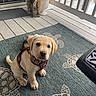 animal, curious, cute, decor, dog, floor, furniture, harness, lantern, outdoor, pet, plant, porch, puppy, rug, sitting, turtle_pattern, wooden_floor, yellow_lab, young