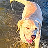 dog, labrador, water, wet, tongue_out, sunlight, outdoor, animal, pet, happy, canine, fur, playful, nature, summer, splash, shore, yellow, retriever, mammal