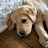 adorable, animal, close_up, cute, dog, ears, floor, fur, golden_retriever, indoor, laying_down, nose, paw, pet, puppy, resting, wall, white_wall, wooden_floor, young_dog