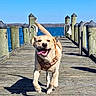 dog, golden_retriever, labrador, dock, water, sky, wood, outdoor, sunny, happy, running, pet, animal, tongue_out, tail_wagging, leash, daytime, nature, canine, playful