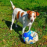 animal_face, canine, chewed_ball, dog, floppy_ears, garden, grass, house, jack_russell, outdoor, pet, playful, portrait, rustic, soccer_ball, standing, sunlight, tail, white_and_brown, yellow_car