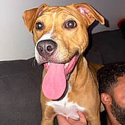 Korra joined the competition — help win amazing prizes! animal, brown, closeup, companion, couch, dog, ears, face, fur, hand, happy, indoor, person, pet, sitting, smile, tattoo, tongue, tongue_out, white