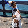 dog, leash, pier, wooden_floor, ocean, water, sky, sunny, outdoor, pet, curly_fur, brown_and_white, canine, animal, daytime, calm, nature, looking_up, sitting, fence
