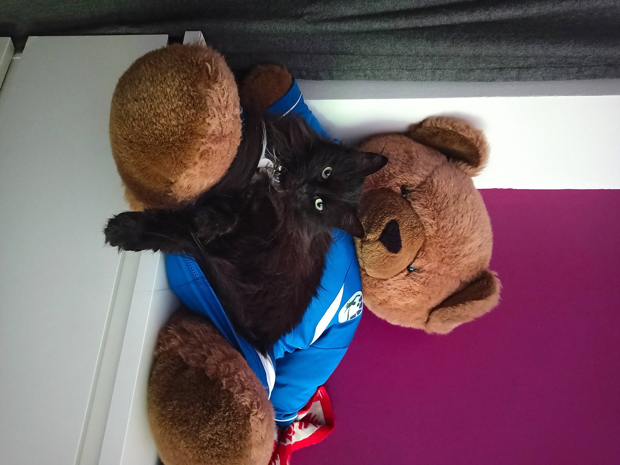 Luna participe au concours pour gagner de l'argent avec cette photo : baby_toys, bear, brown, child, comfort, fun, fur, headgear, house, mammal, organism, plush, room, snout, stuffed_toy, teddy_bear, toy, vertebrate, wood