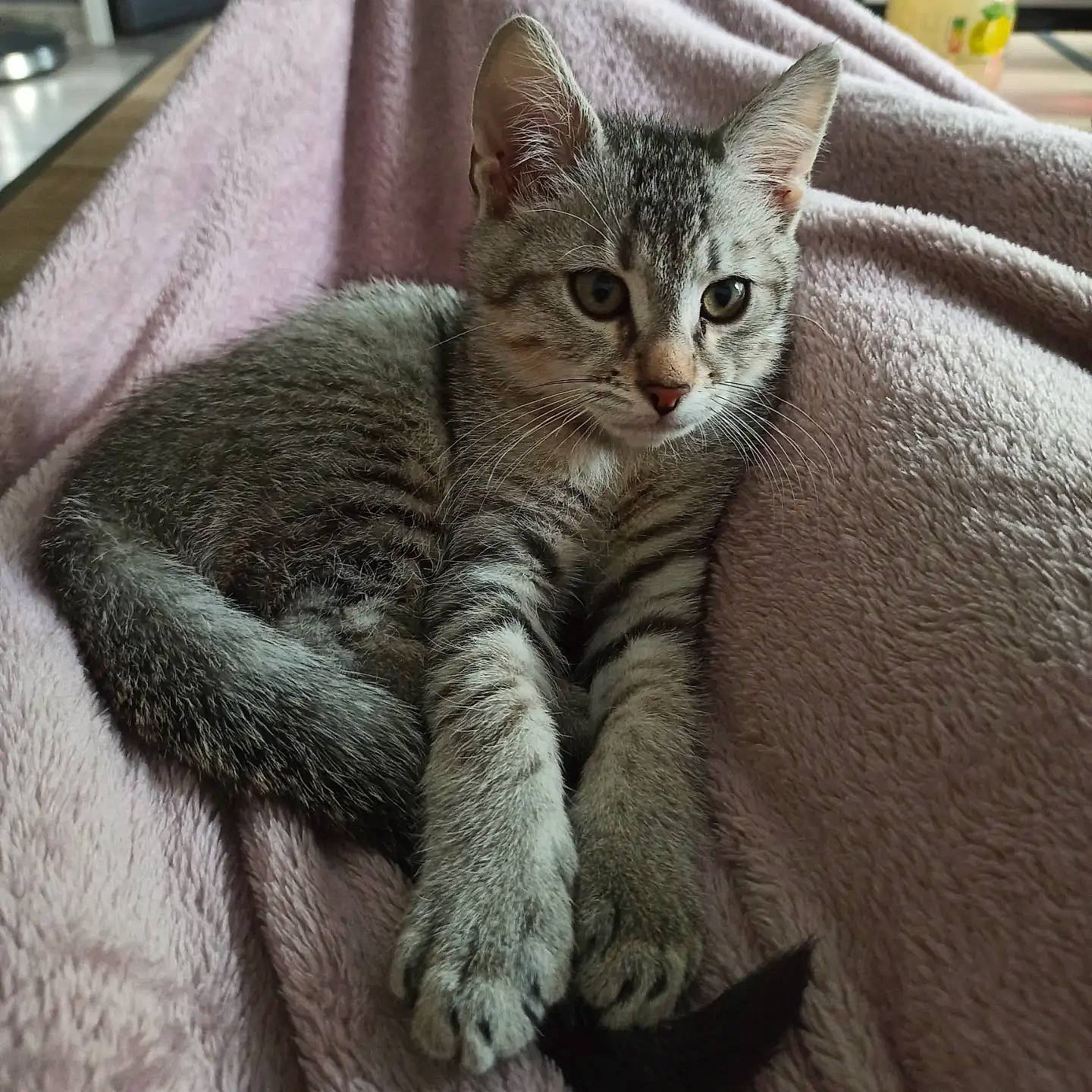 Haku participe au concours pour gagner de l'argent avec cette photo : carnivore, cat, claw, comfort, domestic_short_haired_cat, felidae, fur, grey, paw, sitting, small_to_medium_sized_cats, snout, tail, terrestrial_animal, whiskers, wildlife