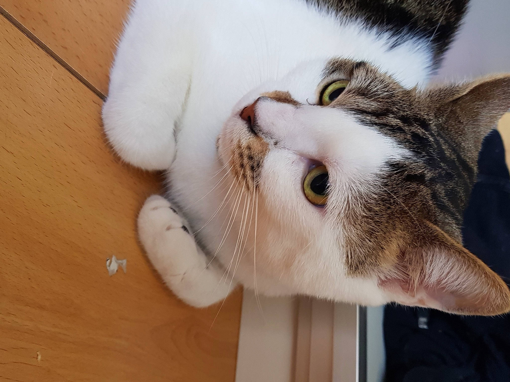 Haru a rejoint le concours — aidez-le/la à gagner de superbes lots ! carnivore, cat, claw, domestic_short_haired_cat, felidae, flooring, fur, hardwood, paw, small_to_medium_sized_cats, snout, tail, varnish, whiskers, wood, wood_stain