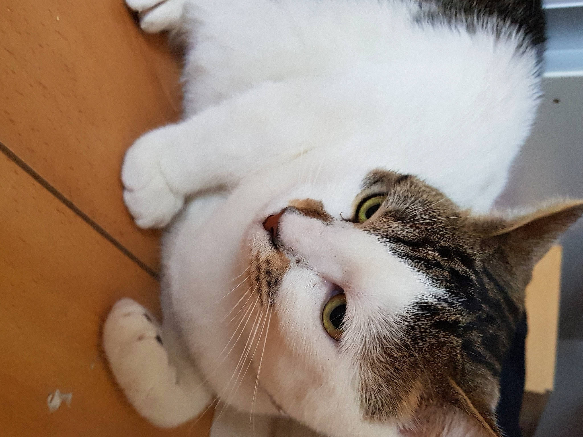 Haru a rejoint le concours — aidez-le/la à gagner de superbes lots ! carnivore, cat, claw, comfort, domestic_short_haired_cat, felidae, fur, nap, paw, small_to_medium_sized_cats, snout, tail, whiskers, wood