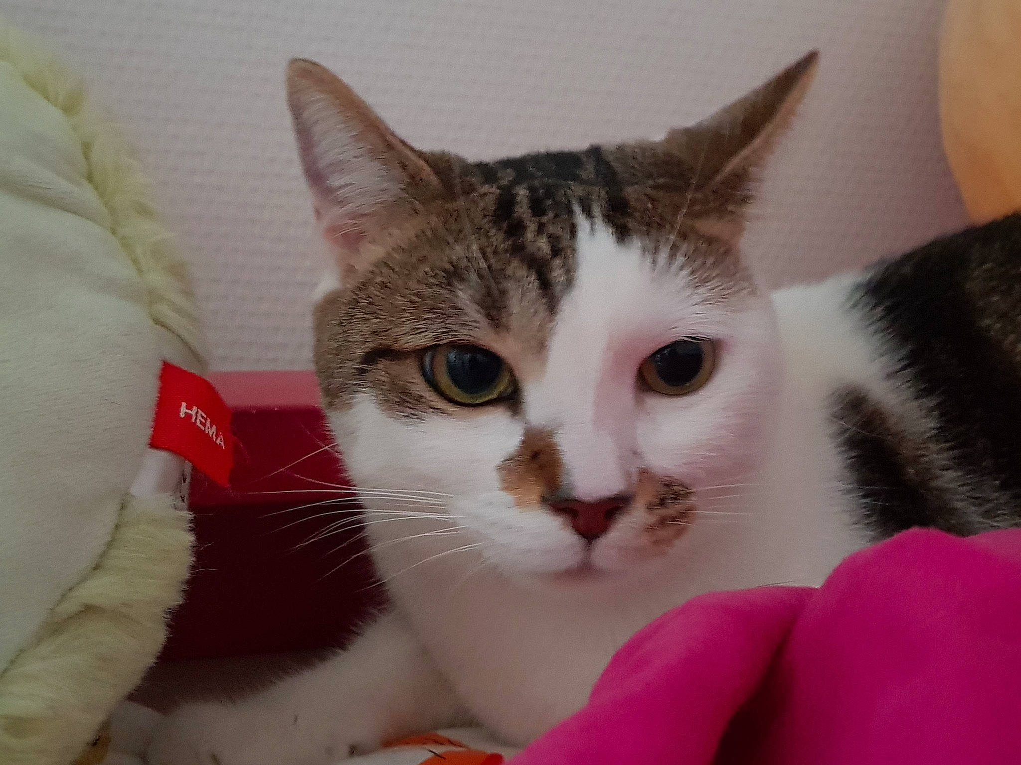 Haru participe au concours pour gagner de l'argent avec cette photo : carnivore, cat, comfort, domestic_short_haired_cat, ear, eye, felidae, fur, paw, small_to_medium_sized_cats, snout, whiskers