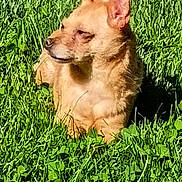 Zowie joined the competition — help win amazing prizes! dog, grass, outdoor, sunlight, pet, animal, canine, small_dog, nature, greenery, relaxed, fur, ears, daylight, lying_down, mammal, cute, watchful, peaceful, yard