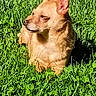 dog, grass, outdoor, sunlight, pet, animal, canine, small_dog, nature, greenery, relaxed, fur, ears, daylight, lying_down, mammal, cute, watchful, peaceful, yard