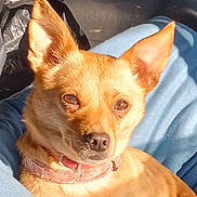 Zowie is registered to the contest to win money with this photo: brown_fur, car_seat, chihuahua, close_up, collar, denim, dog, domestic_animal, ears, eyes, fur, lap, nose, pet, plastic_bag, portrait, relaxed, small_dog, squinting, sunlight