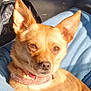 brown_fur, car_seat, chihuahua, close_up, collar, denim, dog, domestic_animal, ears, eyes, fur, lap, nose, pet, plastic_bag, portrait, relaxed, small_dog, squinting, sunlight
