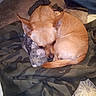 Zowie is registered to the contest to win money with this photo: dog, stuffed_animal, camouflage_jacket, carpet, floor, tile, cozy, small_dog, tan_fur, curled_up, indoor, pet, resting, ears_up, toy, home, quiet, sleepy, companion, cute
