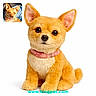 plush_toy, dog, real_dog, pet, collar, orange_fur, cute, small_dog, stuffed_animal, toy, inset_photo, blue_blanket, sunlight, portrait, sitting, animal, fur, pet_accessory, realistic, website_text