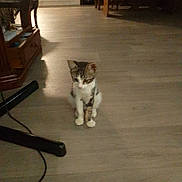 Chamalow a rejoint le concours — aidez-le/la à gagner de superbes lots ! animal, cable, cat, chair, curious, domestic_cat, floor, furniture, home, indoor, kitten, low_light, pet, quiet, room, sitting, small_cat, table, wooden_floor, young_cat