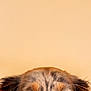 Alpha participe au concours pour gagner de l'argent avec cette photo : dog, close_up, ears, eyes, curious, pet, animal, portrait, brown, beige_background, furry, snout, whiskers, canine, looking_up, domestic_animal, cute, alert, head, expression