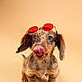 dog, puppy, dachshund, tongue_out, sunglasses, red_lenses, cute, pet, animal, studio, portrait, brown_fur, long_ears, small_paws, adorable, looking_up, isolated, beige_background, funny, playful