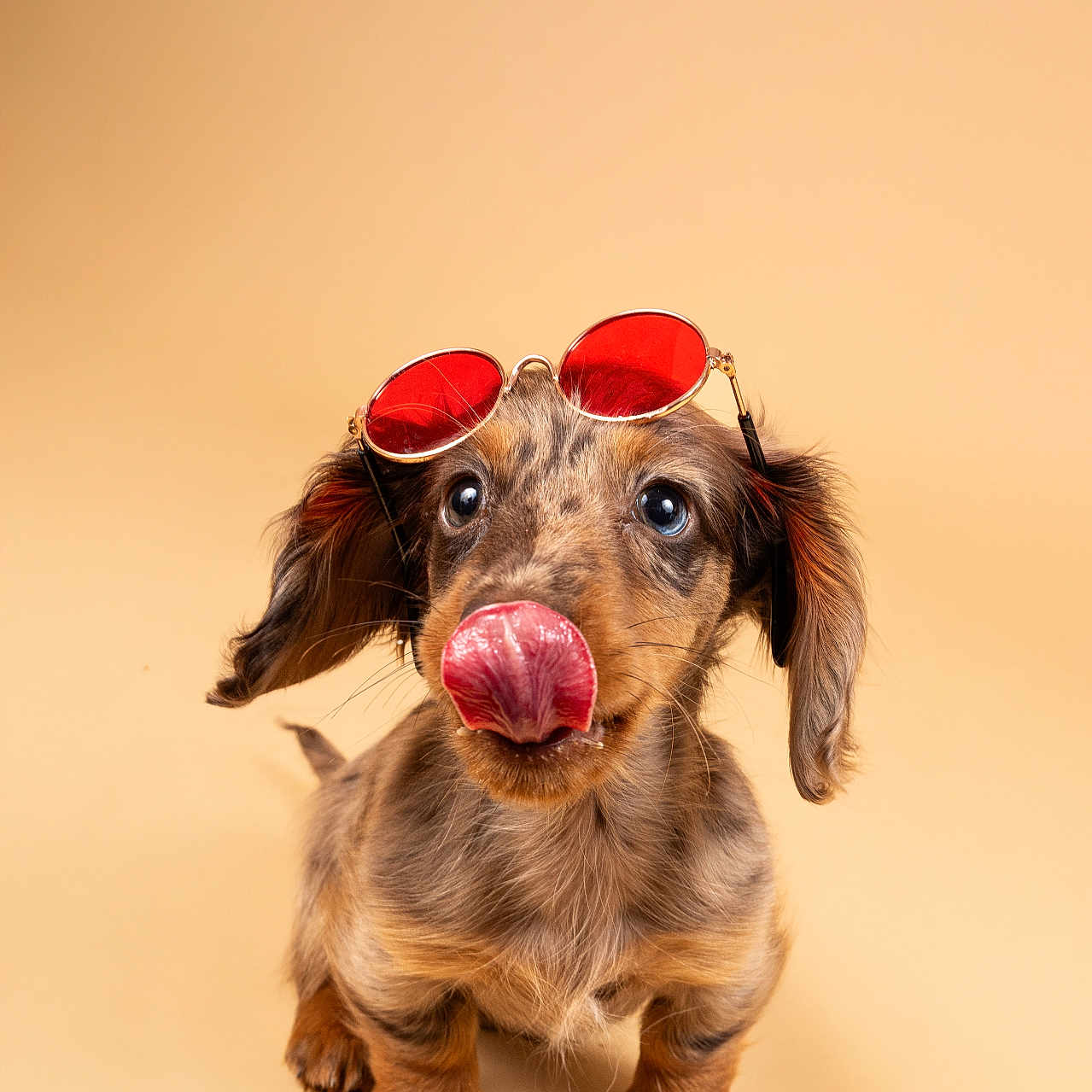 Alpha a rejoint le concours — aidez-le/la à gagner de superbes lots ! adorable, animal, beige_background, brown_fur, cute, dachshund, dog, funny, isolated, long_ears, looking_up, pet, playful, portrait, puppy, red_lenses, small_paws, studio, sunglasses, tongue_out