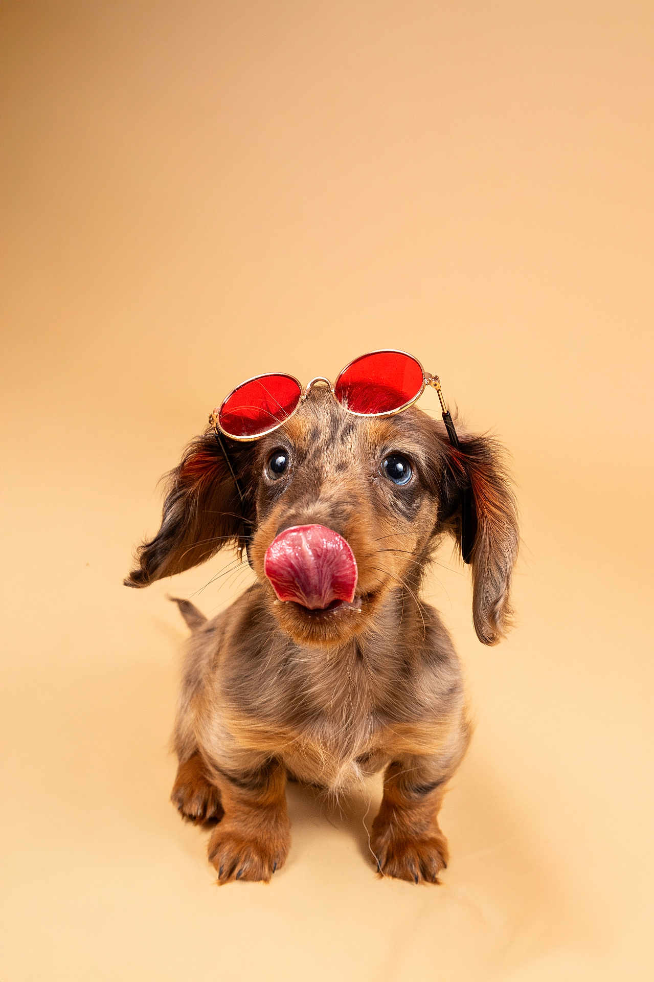 Alpha a rejoint le concours — aidez-le/la à gagner de superbes lots ! dog, puppy, dachshund, tongue_out, sunglasses, red_lenses, cute, pet, animal, studio, portrait, brown_fur, long_ears, small_paws, adorable, looking_up, isolated, beige_background, funny, playful