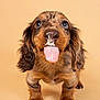 Alpha a rejoint le concours — aidez-le/la à gagner de superbes lots ! dachshund, puppy, dog, tongue_out, blue_eyes, close_up, pet, animal, cute, playful, studio_shot, beige_background, fur, small_dog, muzzle, whiskers, nose, front_paws, young, curious