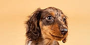 Alpha a rejoint le concours — aidez-le/la à gagner de superbes lots ! dachshund, puppy, dog, beaded_necklace, yellow, white, flower_charm, lemon_charm, pet, cute, sitting, portrait, studio, brown_fur, curious, small_dog, domestic_animal, animal, isolated, background