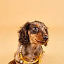 dachshund, puppy, dog, beaded_necklace, yellow, white, flower_charm, lemon_charm, pet, cute, sitting, portrait, studio, brown_fur, curious, small_dog, domestic_animal, animal, isolated, background