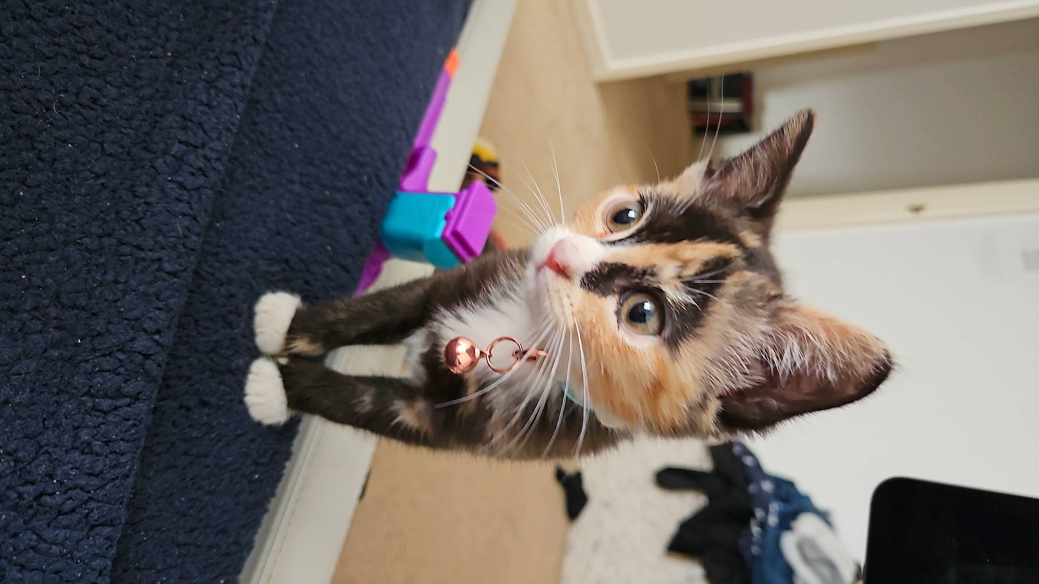 Nova joined the competition — help win amazing prizes! bed, carnivore, cat, chair, claw, comfort, couch, domestic_short_haired_cat, felidae, foot, fur, gesture, paw, plant, room, small_to_medium_sized_cats, snout, tail, tree, whiskers