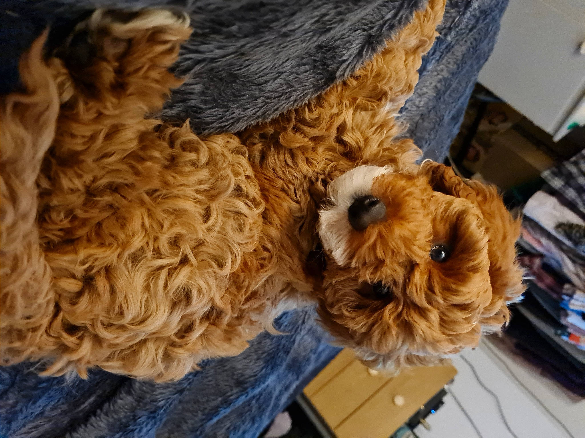 Bear is registered to the contest to win money with this photo: canidae, carnivore, companion_dog, dog_breed, dog_collar, fawn, fur, labradoodle, liver, livestock, natural_material, sheep, sporting_group, stuffed_toy, terrier, toy, toy_dog, wood, wool, working_animal