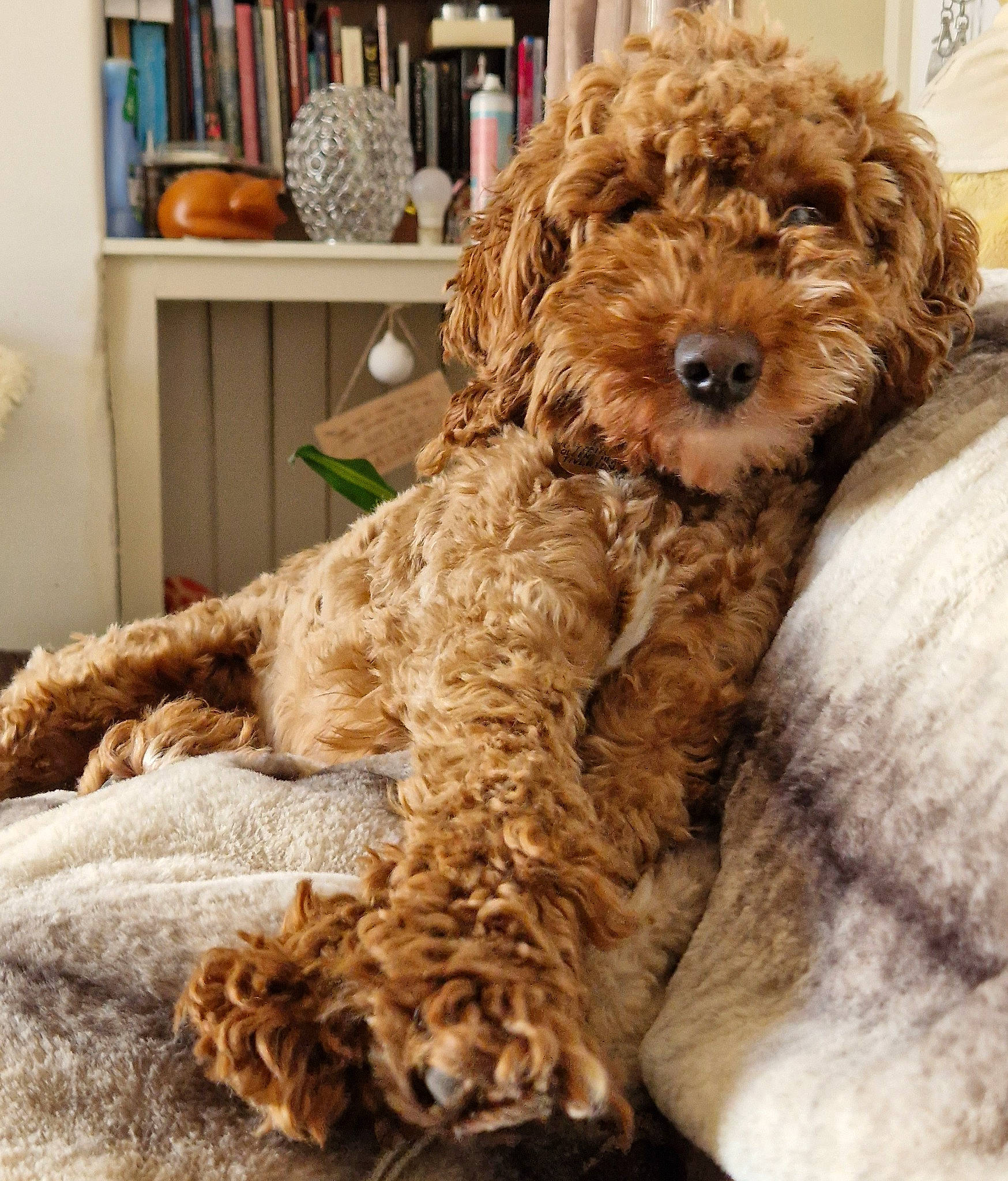 Bear joined the competition — help win amazing prizes! canidae, carnivore, companion_dog, dog, dog_breed, dog_collar, fawn, fur, glasses, labradoodle, liver, picture_frame, poodle, snout, sporting_group, standard_poodle, terrier, toy_dog, water_dog, working_animal