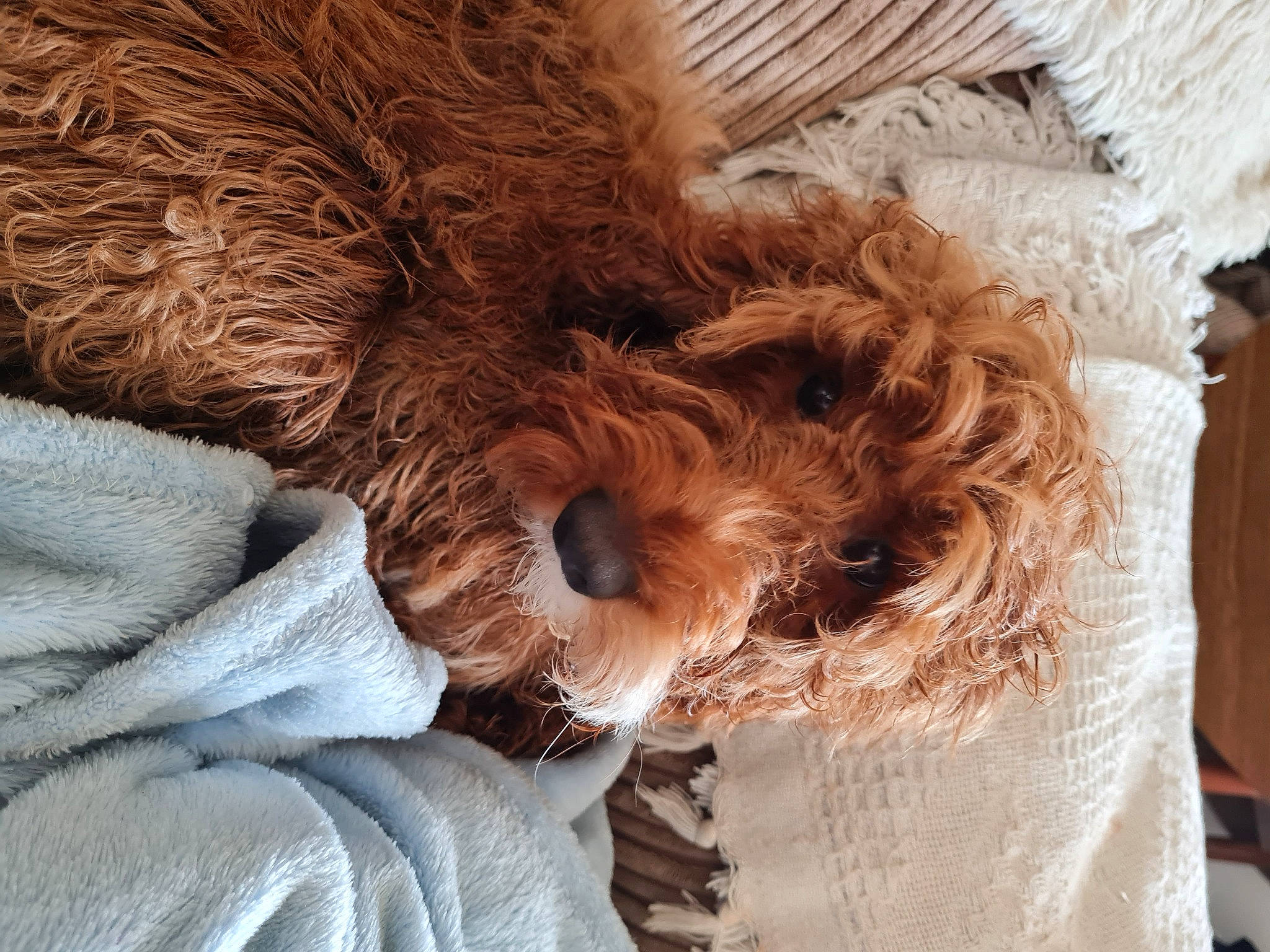 Bear is registered to the contest to win money with this photo: canidae, carnivore, comfort, companion_dog, dog, dog_breed, dog_supply, fawn, fur, gesture, liver, nap, poodle, snout, sporting_group, stuffed_toy, terrier, toy, toy_dog, working_animal