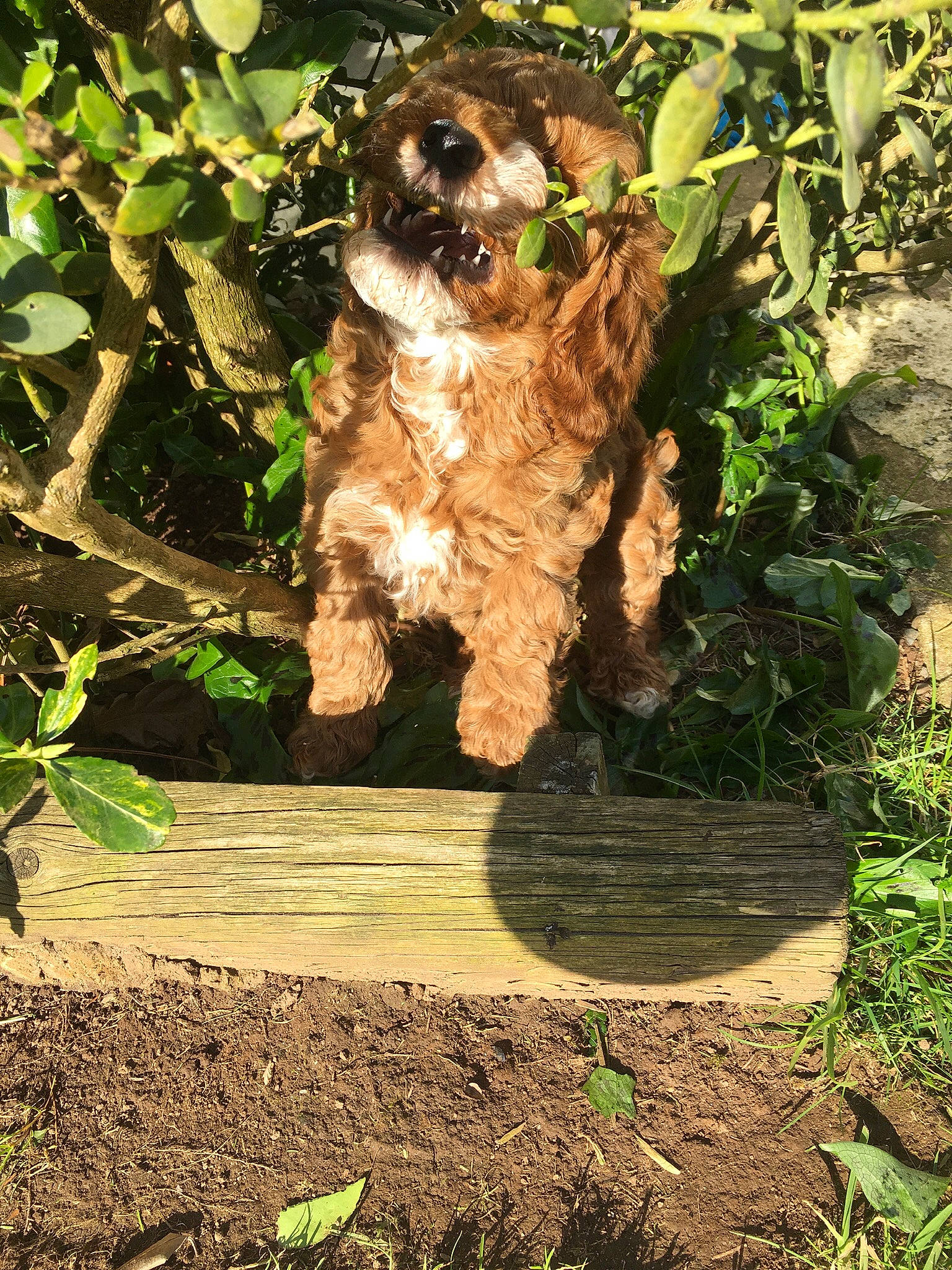 Bear is registered to the contest to win money with this photo: canidae, carnivore, companion_dog, dog, dog_breed, fawn, garden, grass, groundcover, liver, plant, soil, sporting_group, terrestrial_animal, terrier, toy_dog, trunk, water_dog, wood, working_animal