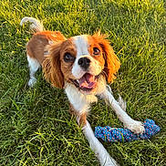 Poppy is registered to the contest to win money with this photo: dog, grass, toy, outdoor, pet, happy, animal, playful, sunlight, ears, mouth, tongue, paw, summer, nature, cute, brown, white, canine, fur