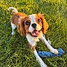 dog, grass, toy, outdoor, pet, happy, animal, playful, sunlight, ears, mouth, tongue, paw, summer, nature, cute, brown, white, canine, fur