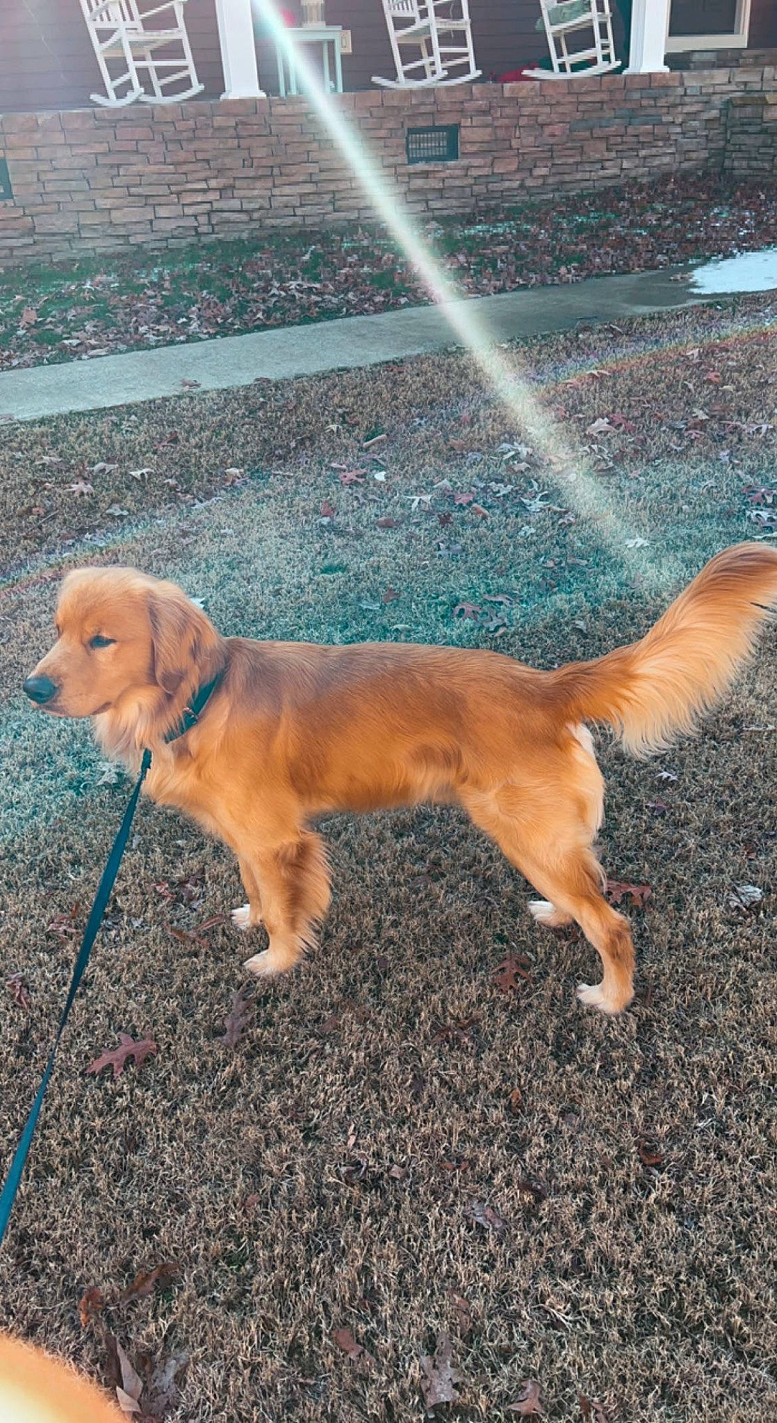 Ryker joined the competition — help win amazing prizes! asphalt, carnivore, collar, companion_dog, dog, dog_breed, fawn, grass, gun_dog, leash, mammal, pet_supply, retriever, road_surface, shadow, sporting_group, street_dog, tail, vertebrate, working_animal