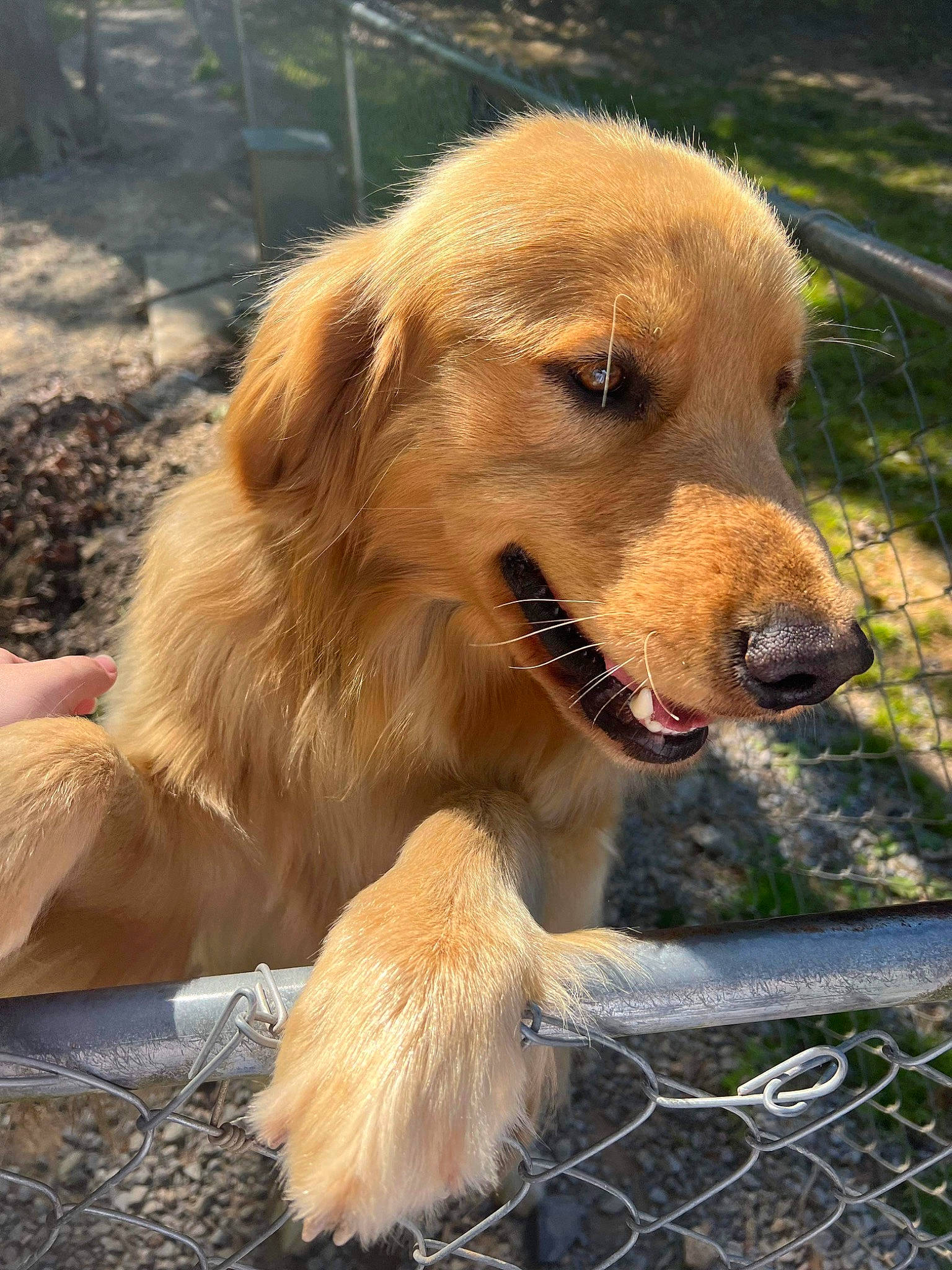 Ryker is registered to the contest to win money with this photo: ancient_dog_breeds, biting, canidae, carnivore, companion_dog, dog, dog_breed, fawn, fence, fur, golden_retriever, gun_dog, labrador_retriever, mesh, retriever, sporting_group, terrestrial_animal, whiskers, wire_fencing, working_dog