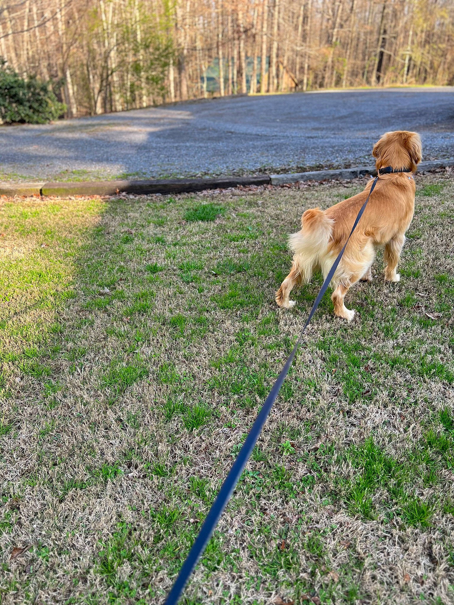 Ryker joined the competition — help win amazing prizes! canidae, carnivore, collar, companion_dog, dog, dog_breed, fawn, golden_retriever, grass, groundcover, gun_dog, landscape, leash, people_in_nature, pet_supply, plant, soil, tail, tree, working_dog