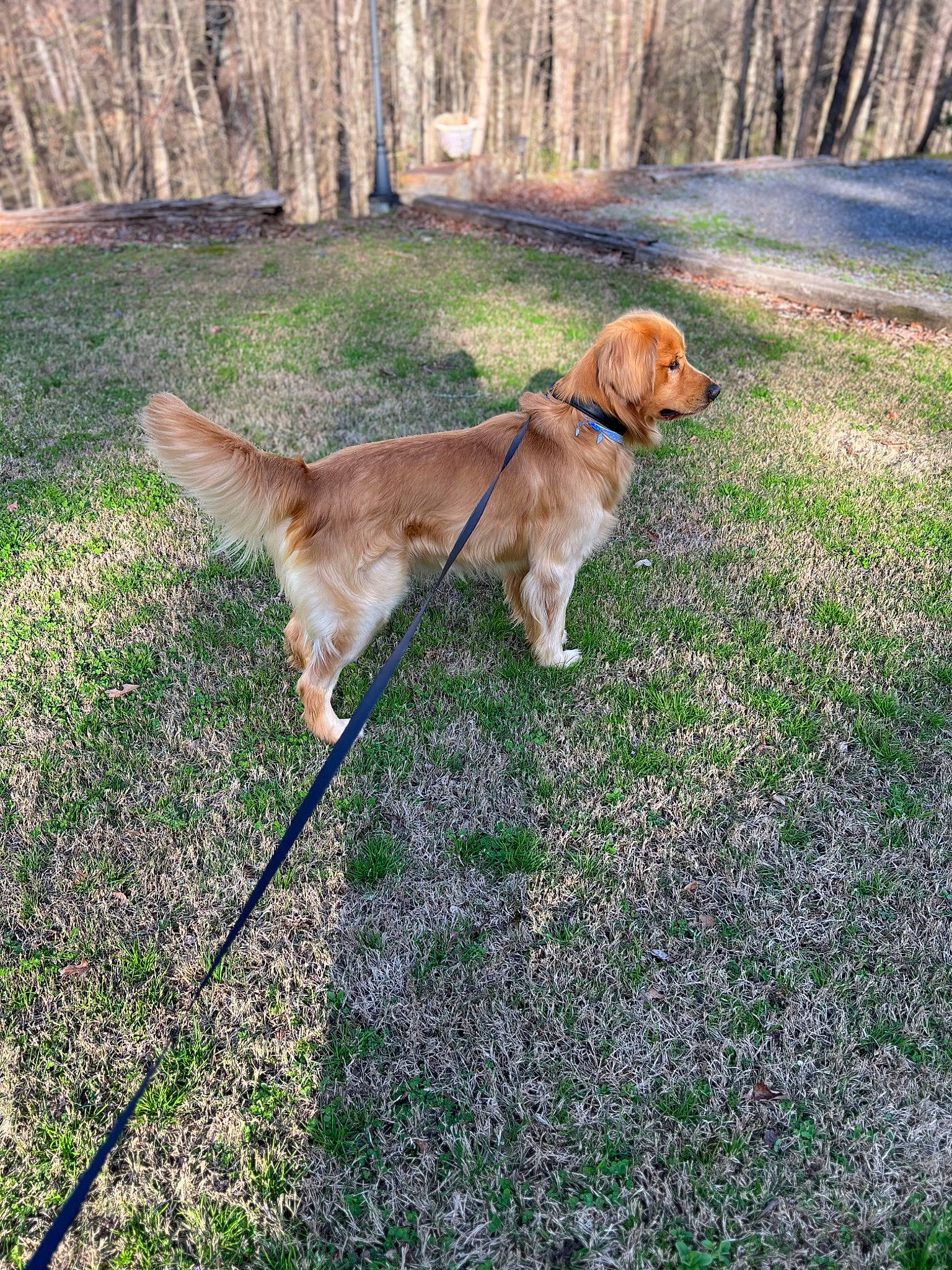 Ryker joined the competition — help win amazing prizes! canidae, carnivore, collar, companion_dog, dog, dog_breed, dog_collar, dog_hiking, fawn, field_trial, golden_retriever, grass, gun_dog, leash, pet_supply, plant, retriever, tail, tree, working_animal