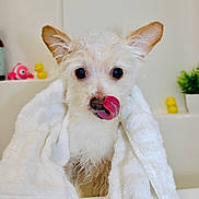 Daisy Mae joined the competition — help win amazing prizes! dog, wet, towel, bathroom, soap_bubbles, tongue, licking, ears, cute, pet, white_towel, fur, rubber_duck, potted_plant, bathtub, clean, small_dog, closeup, indoor, playful