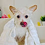 dog, wet, towel, bathroom, soap_bubbles, tongue, licking, ears, cute, pet, white_towel, fur, rubber_duck, potted_plant, bathtub, clean, small_dog, closeup, indoor, playful