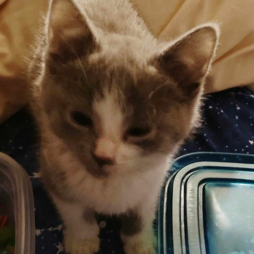 Nubbs joined the competition — help win amazing prizes! animal, beige_blanket, blanket, cat, close_up, curious, cute, domestic_cat, feline, gray_and_white_fur, indoor, kitten, looking_down, pet, plastic_container, small, soft_fur, standing, star_pattern, young_animal
