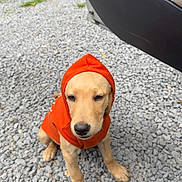 Nala joined the competition — help win amazing prizes! animal, casual, cute, daylight, dog, expression, footwear, gravel, ground, hoodie, orange_clothing, outdoor, person, pet, pet_clothing, puppy, shoe, sitting, sock, waiting