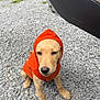 animal, casual, cute, daylight, dog, expression, footwear, gravel, ground, hoodie, orange_clothing, outdoor, person, pet, pet_clothing, puppy, shoe, sitting, sock, waiting