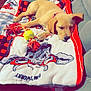 Nala is registered to the contest to win money with this photo: blanket, couch, cozy, dog, domestic_animal, family_photos, furniture, gray, indoor, living_room, pet, puppy, red, resting, sleeping, tennis_ball, toy, white, wooden_wall, young_dog