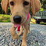 camouflage, close_up, collar, cute, daylight, dog, ears, gravel, greenery, nature, nose, outdoor, paw, pet, puppy, sunlight, tongue_out, vehicle, walking, young_dog