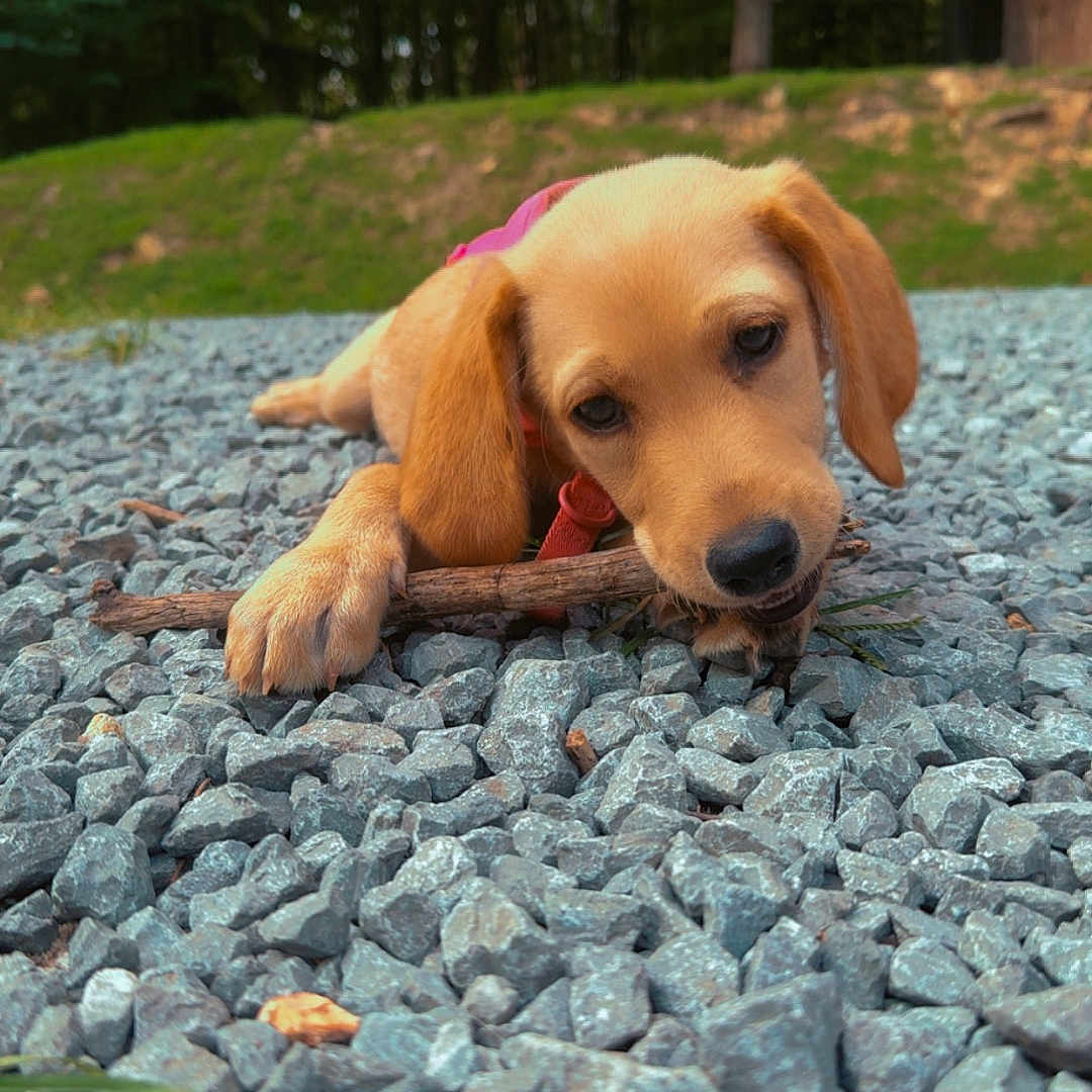 Nala joined the competition — help win amazing prizes! animal, brown, canine, chewing, closeup, cute, daytime, dog, forest, grass, gravel, lying, nature, outdoor, pet, playful, puppy, stick, trees, young