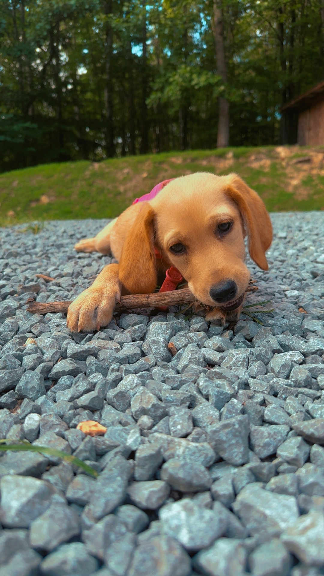 Nala