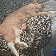 Taco joined the competition — help win amazing prizes! cat, sleeping, leopard_print, blanket, cozy, feline, paw, fur, resting, indoor, cute, relaxed, animal, pet, soft, comfort, nap, whiskers, claws, bed