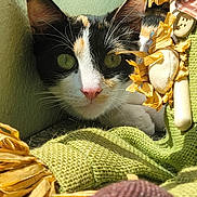 Cali is registered to the contest to win money with this photo: cat, calico, green_eyes, pink_nose, whiskers, sunlight, fabric, knitted, toy, cozy, indoor, texture, closeup, pet, animal, curious, soft, playful, resting, colorful
